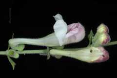 Scutellaria scandens